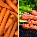 Słodka, soczysta i pełna witamin – ale czy młoda marchewka jest zdrowsza od starej?