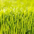 Sposoby na piękny i zadbany trawnik