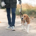 Kto zabierze psa po rozwodzie? Odkrywamy, co mówi na ten temat prawo!