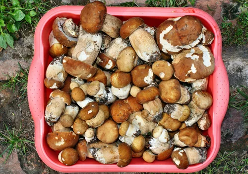 UWAGA: Nawet 5 tys. zł kary za zbieranie grzybów? Regulacje, które musisz znać!