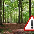 Niepozorne owady wywołują alarm. Służby apelują o ostrożność!
