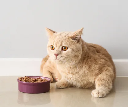 Dlaczego warto rozważyć podawanie kotu mokrej karmy?