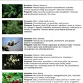 Zimowy zbiór roślin leczniczych