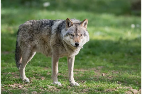 Atak wilków na gospodarstwo! Eksperci apelują o zachowanie ostrożności!