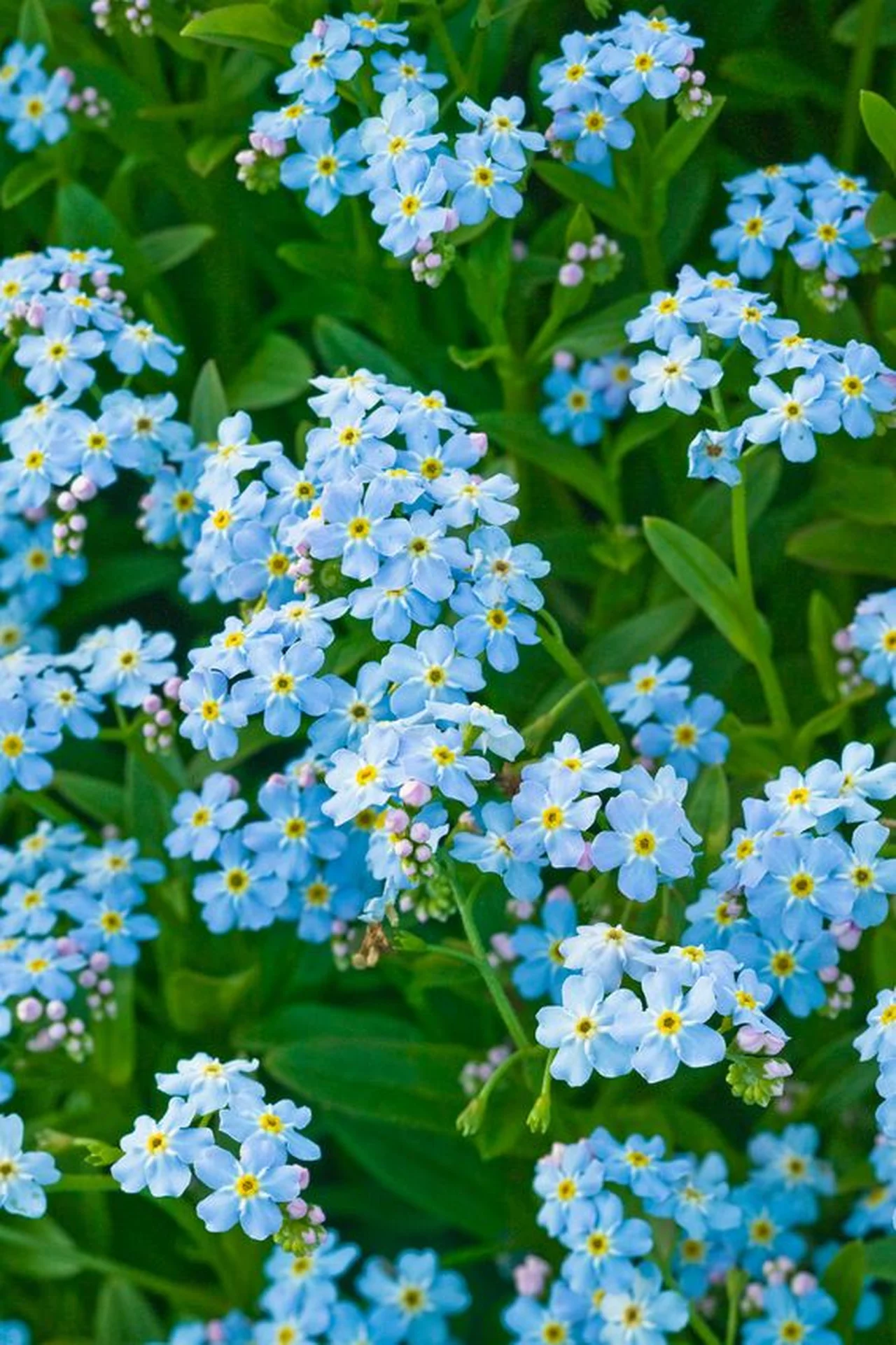 Błękitne kwiaty