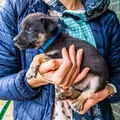 Nowy obowiązek dla właścicieli psów przesądzony. Rząd przyjął przełomową ustawę!