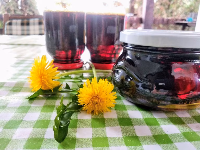 Przepis na syrop z mniszka lekarskiego, czyli „miód z mleczy”