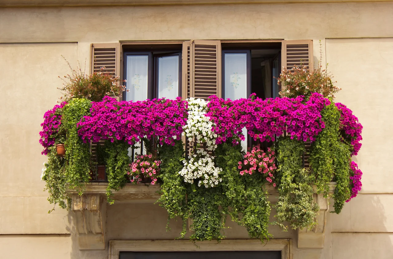 Wieszasz w ten sposób kwiaty na balkonie? Uważaj możesz dostać mandat!