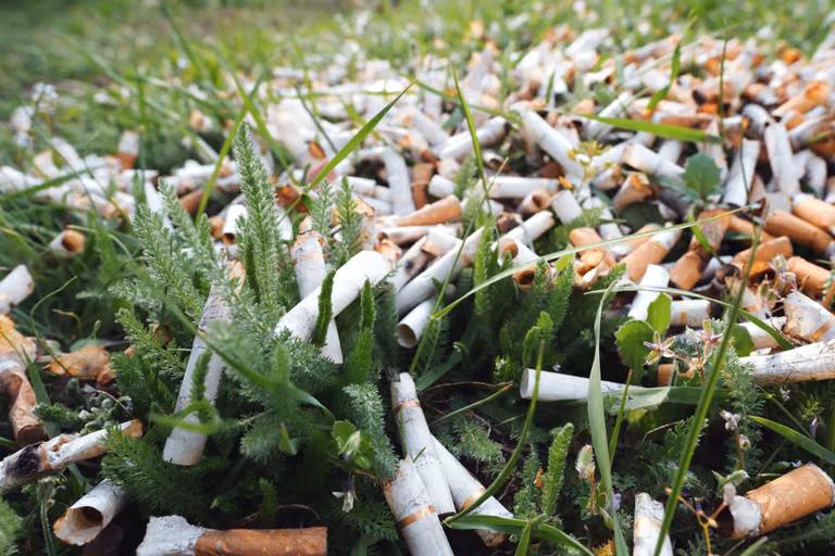 Wykorzystaj TYTOŃ Z PAPIEROSÓW i uratuj rośliny w swoim ogrodzie!