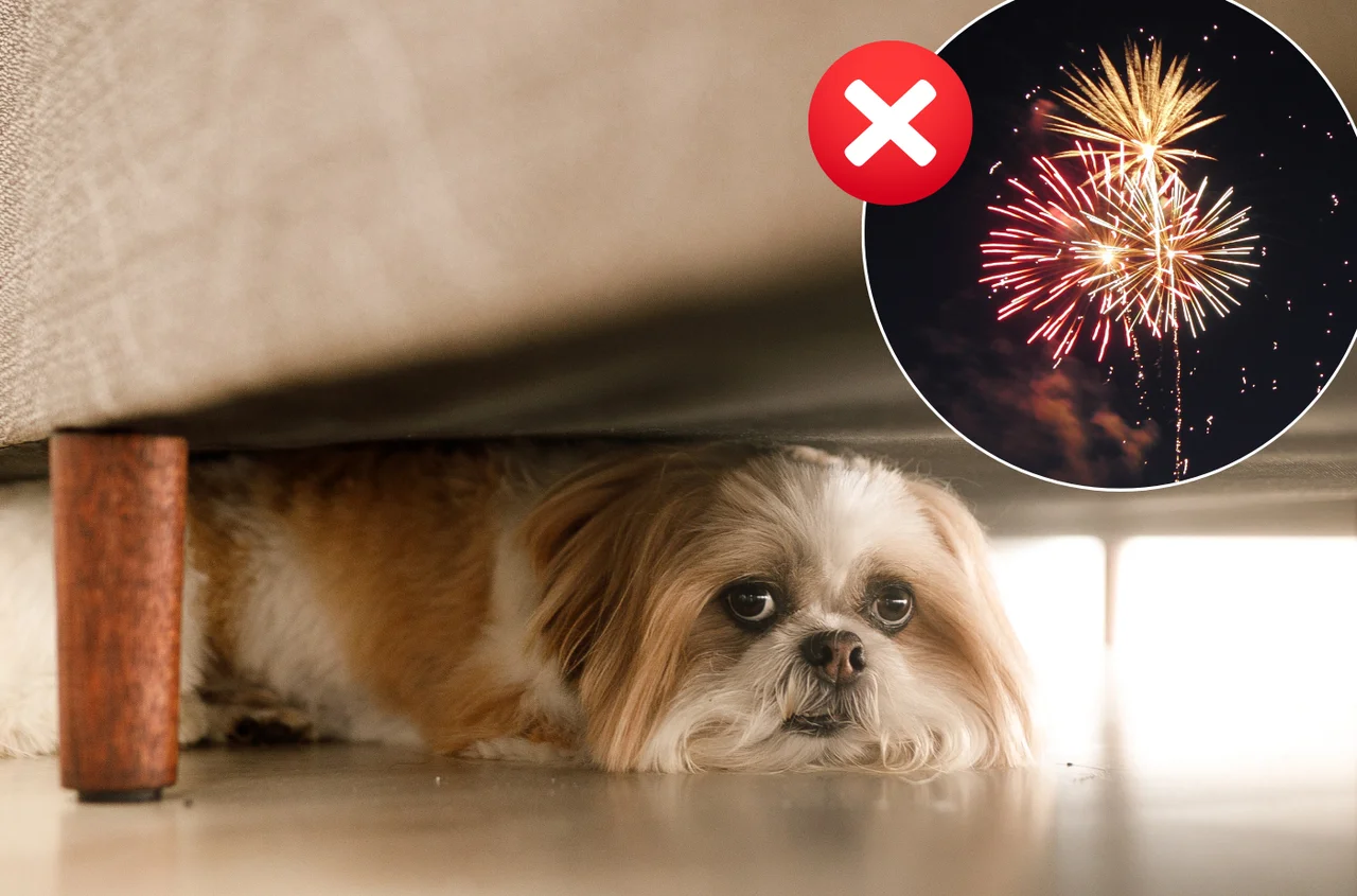 Zakaz używania fajerwerków i petard?! Rząd daje zielone światło gminom, jednak wskazuje na 2 daty