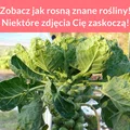 Zobacz jak rosną znane rośliny! Niektóre zdjęcia Cię zaskoczą!