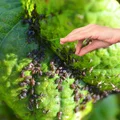 Mszyce nie mają szans! Odkryj naturalne rozwiązanie dla Twojego ogrodu!