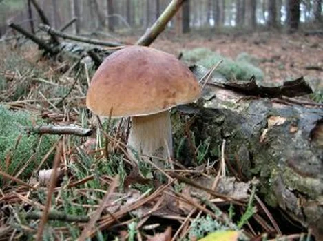 Przepis na sałatkę z grzybów do słoika