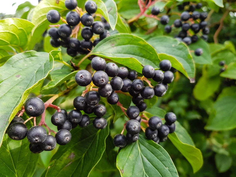 Aronia czyli najsmaczniejsze lekarstwo na świecie! Na co pomaga?