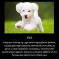 Super trik na wyczyszczenie psa!