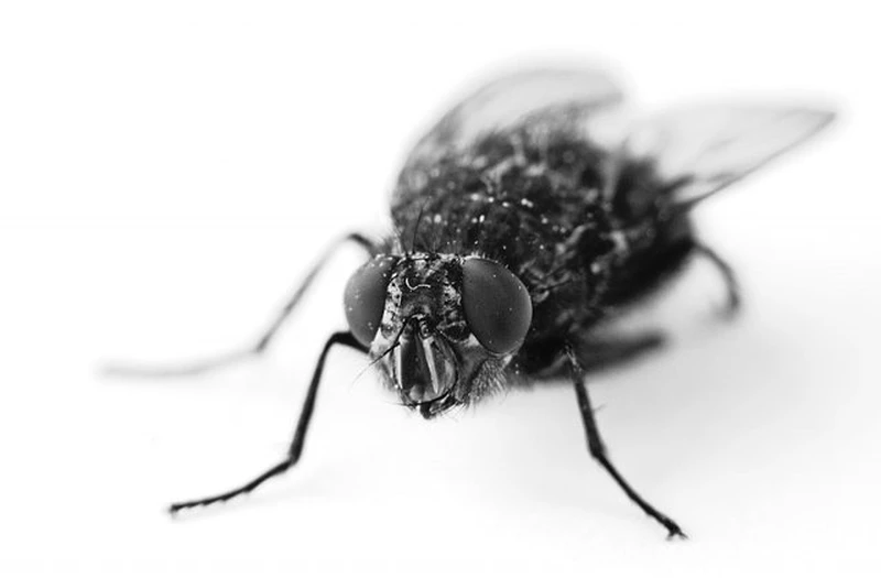 Sposób na pozbycie się  denerwującego insekta o którym nie wiesz!