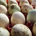 Widzisz na jajkach resztki kurzych odchodów? Oto powód