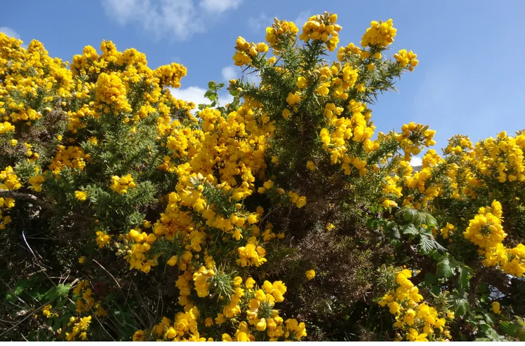 Zdjęcie Ten zakazany krzew na posesji może słono kosztować! Lepiej sprawdzić działki i ogródki #1