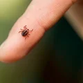 Ten skuteczny sposób na kleszcze kosztuje grosze!