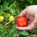 Niebezpieczne truskawki? Dla kogo te owoce mogą być szkodliwe?