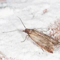 W Twojej kuchni pojawiły się szkodniki? Te sposoby pomogą się ich pozbyć