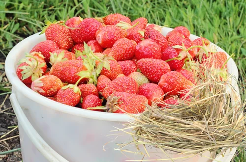 Podłóż to pod truskawki tej wiosny – lepszy smak, czystsze owoce i mniej chorób! Zrób to teraz