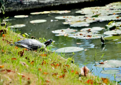 Inwazyjne żółwie zagrożeniem dla Wrocławia! Pojawił się apel do mieszkańców!