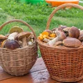 Jak i jakie grzyby zbierać? 5 zasad dla początkującego grzybiarza.