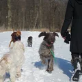 Nadchodzi zmiana w opłatach dla właścicieli psów! Tym razem to dobra wiadomość!