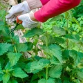 Pokrzywa zebrana w tym momencie ma najwięcej mocy! Sprawdź kiedy i jak ją suszyć