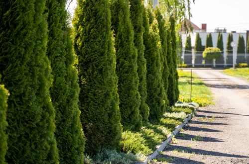 Sąsiad może zgłosić Twoje tuje! Takie krzewy trzeba przyciąć - maksymalna wysokość może zdziwić