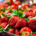Jakie owoce pojawiają się w MAJU?