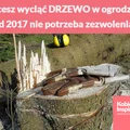 Chcesz wyciąć DRZEWO w ogrodzie? Od 2017 nie potrzeba zezwolenia!