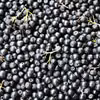 Czym zastąpić owoce acai? Mamy odpowiednik rosnący w Polsce!