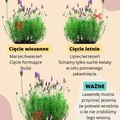 Kiedy i jak przycinać lawendę? Pamiętaj o tych dwóch terminach!