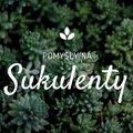 Oryginalne pomysły na wykorzystanie sukulentów
