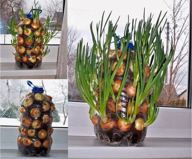 Poznaj świetny sposób na domową cebulkę i szczypiorek!