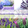Wszystko, co chciałbyś wiedzieć o lawendzie