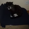 sofa dla kota krok po kroku