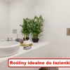 Nie masz OKNA w ŁAZIENCE? Zobacz które rośliny nie potrzebują słońca!