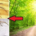 Jadowite pająki – rodzaje i miejsca występowania w Polsce!