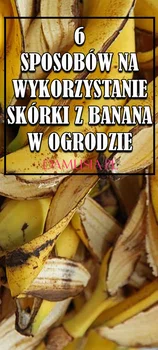 6 Sposobów na Wykorzystanie Skórki z Banana w Ogrodzie