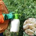 Naturalny oprysk przeciw szkodnikom i wzmocnienie odporności roślin. Przepis na szybki wywar czosnkowy