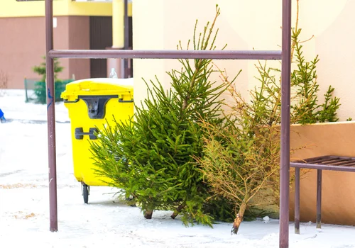 500 zł kary za wyrzucenie choinki?! Tak, jeśli zrobisz to w tym miejscu