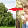 Alergie – zobacz, co i kiedy pyli?