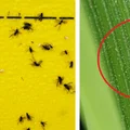 Już się pojawiły! Plaga dokuczliwych owadów. „Przecinki” – jak pozbyć się ich pozbyć?