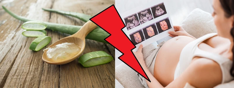 Aloes - roślina lecznicza, nie dla wszystkich!