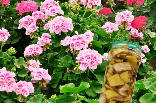 Zrób to teraz! Domowy nawóz z banana dla pelargonii – tylko 2 składniki, efekty w 2 tygodnie