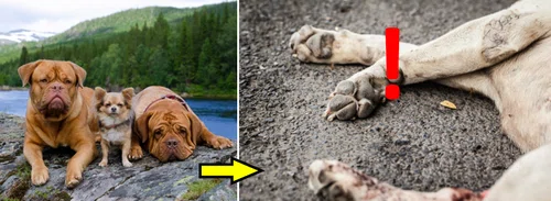 Psy umierają na tajemniczą chorobę. W Norwegii giną dziesiątki czworonogów...