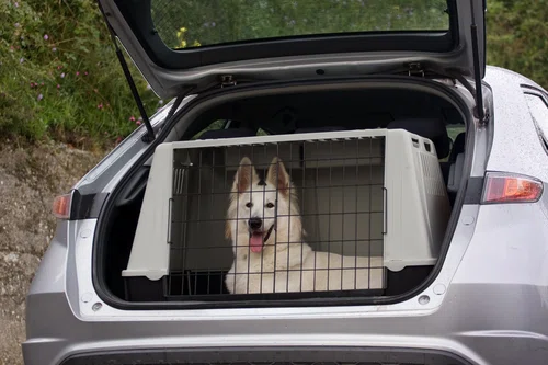 Jak bezpiecznie podróżować z psem